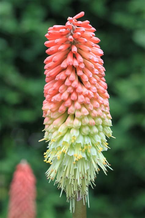 Amarelo Vermelho Quente Poker Planta