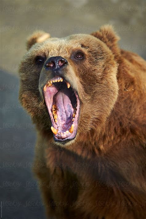 Angry Bear Betfair