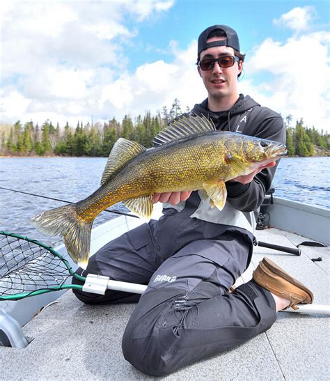 Arroz Lago Ontario Walleye De Fenda De Tamanho