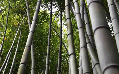 Big Bamboo Betsul