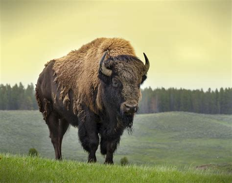 Big Wild Buffalo Brabet