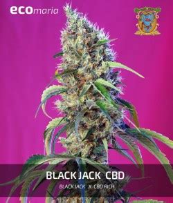 Black Jack Genetica