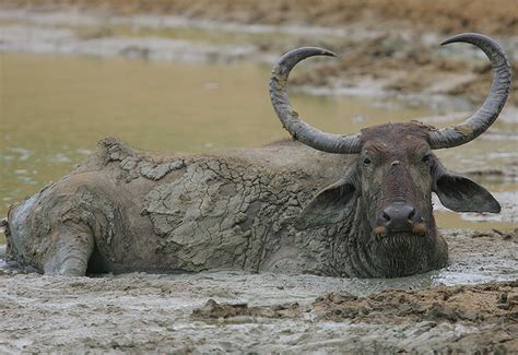 Bufalo De Merda