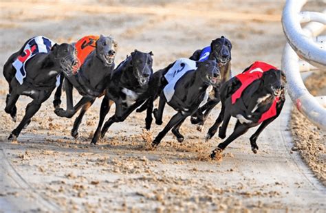 Casino Corridas De Galgos