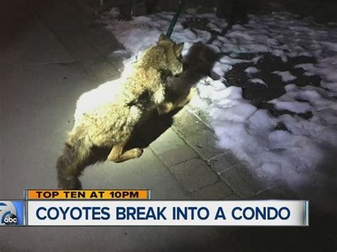 Coyote Crash Brabet
