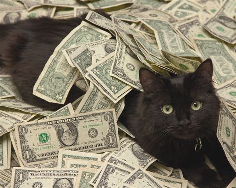 Cozy Cat Cash Betano