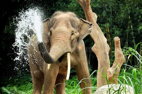 Elephant Splash Betway