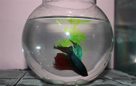 Fish Bowl Betfair