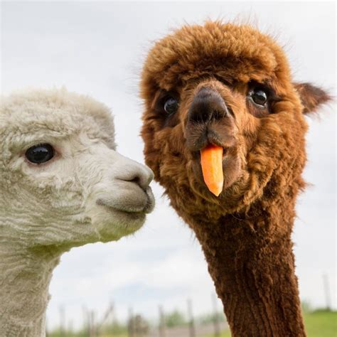 Funny Alpaca Netbet