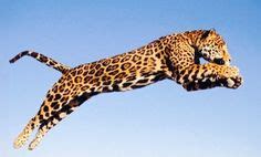 Jumping Jaguar Bwin