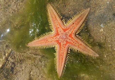 Novo Grosvenor De Cassino De Estrela Do Mar Empregos