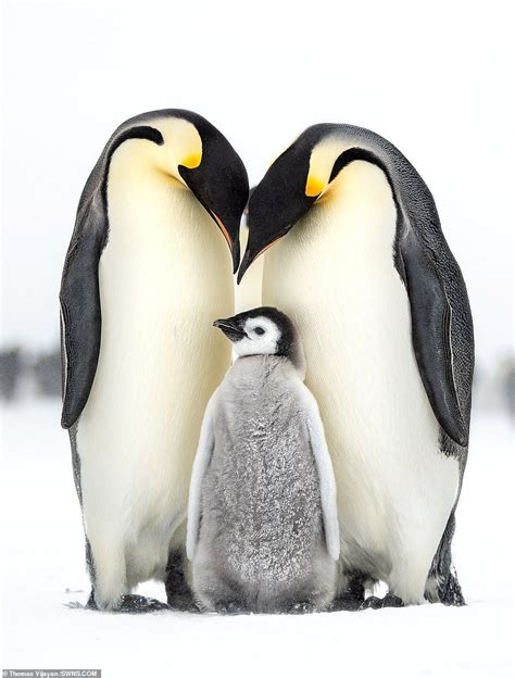 Penguin Family Netbet