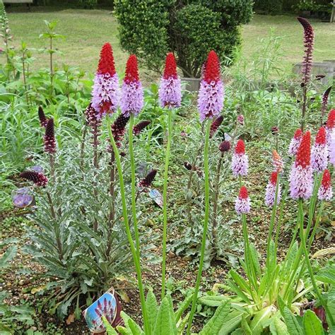 Primula Vialii Poker Primrose