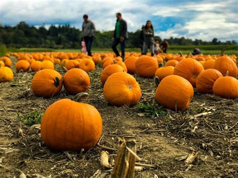 Pumpkin Patch Betano