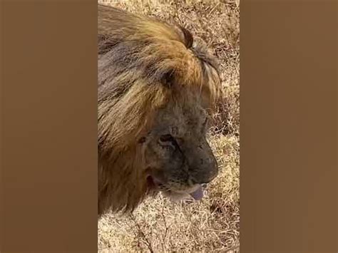 Serengeti King Bodog