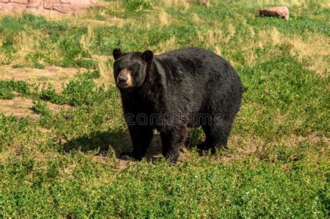 Urso Preto De Cassino Campo De Golfe Comentarios