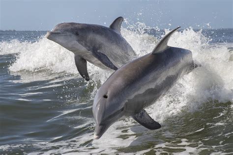 Wild Dolphins Brabet