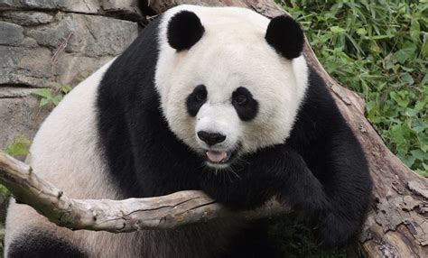 Wild Giant Panda Betano