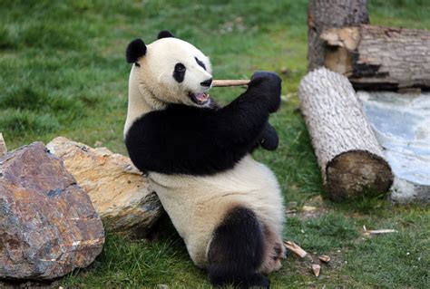 Wild Giant Panda Bwin