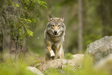Wild Wolf Betsul