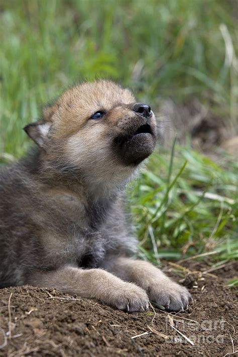 Wolf Cub Brabet