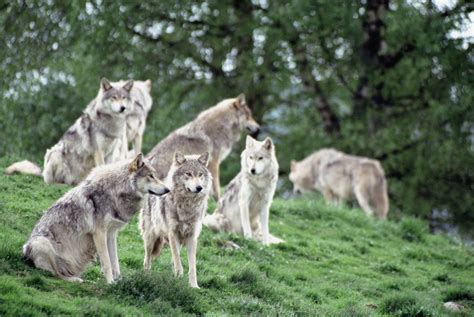 Wolf Pack Novibet